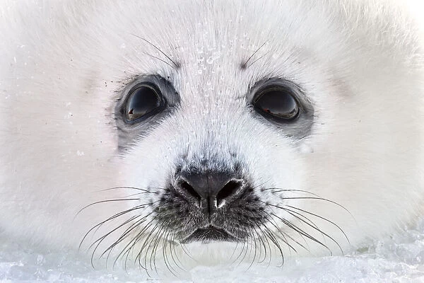 Close up of a Harp seal (Pagophilus groenlandicus) pup, Magdalen Islands, Canada. March