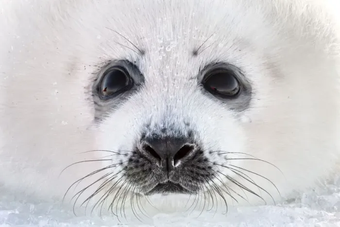 Framed Print : Close up of a Harp seal (Pagophilus groenlandicus) pup, Magdalen Islands, Canada. March Framed Print : Close up of a Harp seal (Pagophilus groenlandicus) pup, Magdalen Islands, Canada. March