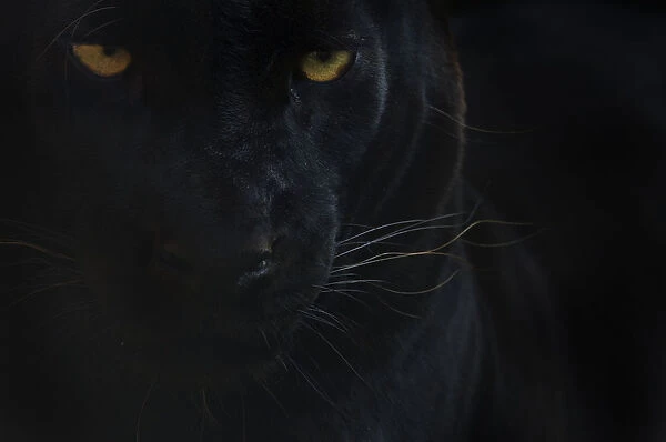Close up head portrait of melanistic  /  black Leopard (Panthera pardus) captive