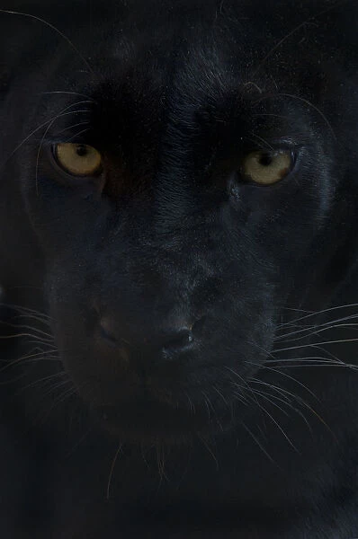 Close up head portrait of melanistic  /  black Leopard (Panthera pardus) Captive