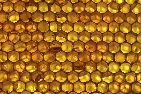 Close up of honeycomb from Honey bee hive (Apis mellifera) showing hexagonal pattern