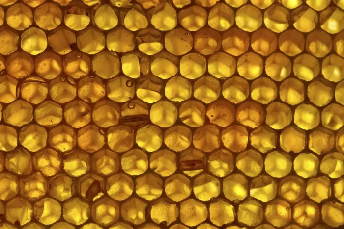 Framed Print : Close up of honeycomb from Honey bee hive (Apis mellifera) showing hexagonal pattern Framed Print : Close up of honeycomb from Honey bee hive (Apis mellifera) showing hexagonal pattern