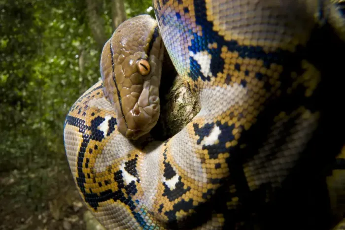 Framed Print : Close up of juvenile Reticulated python (Python reticulatus) looking down from tree Framed Print : Close up of juvenile Reticulated python (Python reticulatus) looking down from tree
