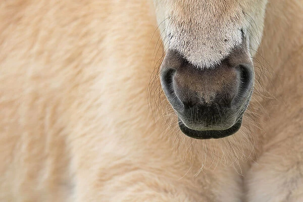 Close up of Konik wild horse (Equus ferus caballus) snout, Meinerswijk nature reserve, near Arnhem, the Netherlands. May