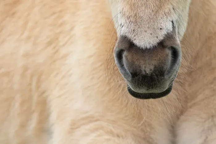 Framed Print : Close up of Konik wild horse (Equus ferus caballus) snout, Meinerswijk nature reserve, near Arnhem, the Netherlands. May