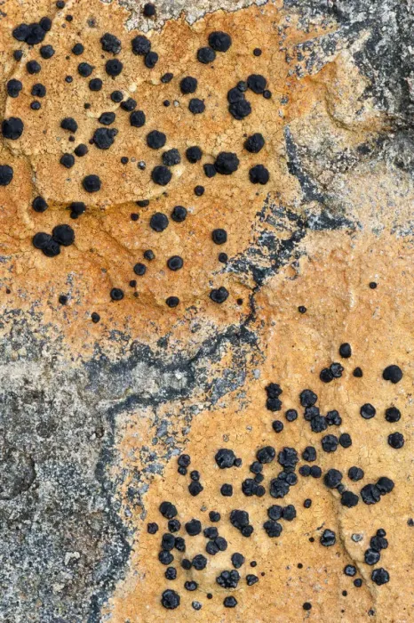 Framed Print : Close up of lichen on rock, Assynt Uplands, Scotland, UK, January Framed Print : Close up of lichen on rock, Assynt Uplands, Scotland, UK, January