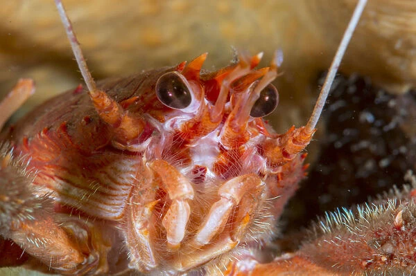 Close up of a Long clawed squat lobster (Munida rugosa) in Loch Carron, January 2016