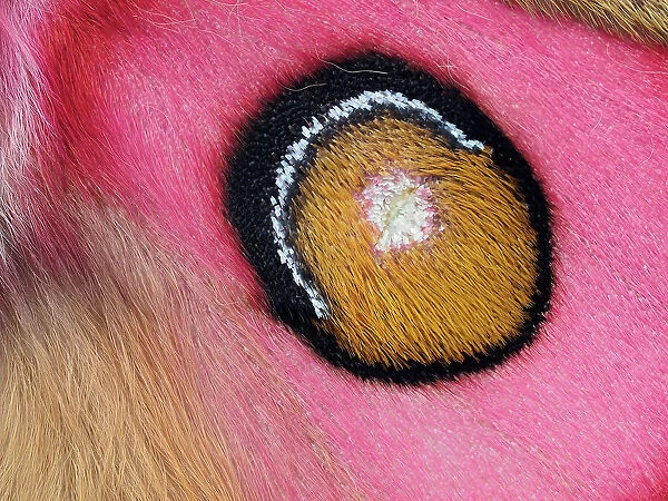 Close up of Madagascan silk moth (Antherina suraka) eyespot on wing showing hair-like scales. Focus Stacked. Captive