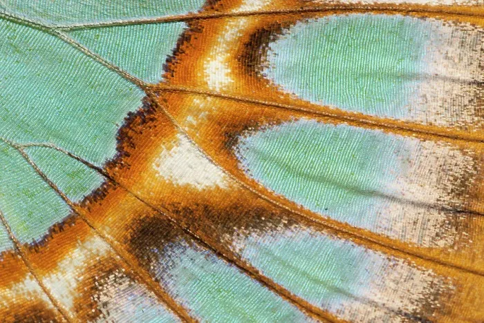 Framed Print : Close up of Malachite butterfly (Siproeta stelenes) wing detail. Captive Framed Print : Close up of Malachite butterfly (Siproeta stelenes) wing detail. Captive