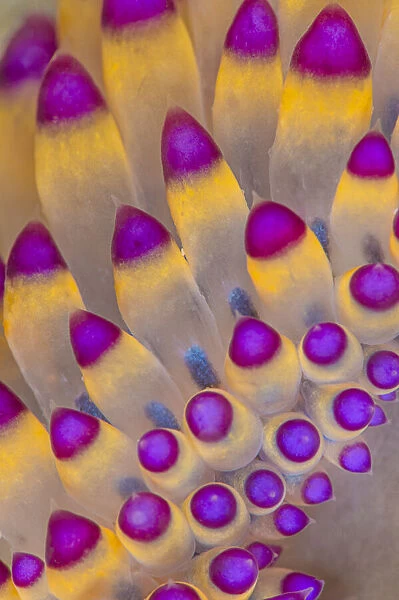 Close up of pattern of the cerata of a nudibranch (Janolus savinkini)