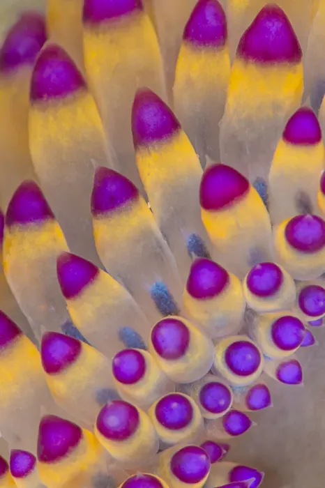 Framed Print : Close up of pattern of the cerata of a nudibranch (Janolus savinkini) Framed Print : Close up of pattern of the cerata of a nudibranch (Janolus savinkini)