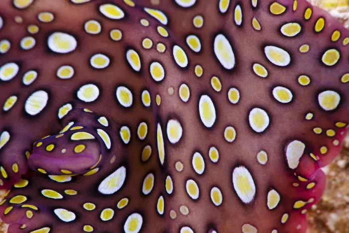 Framed Print : Close up of the pattern on the Hawaiian spotted flatworm (Pseudobiceros) endemic to Hawaii Framed Print : Close up of the pattern on the Hawaiian spotted flatworm (Pseudobiceros) endemic to Hawaii