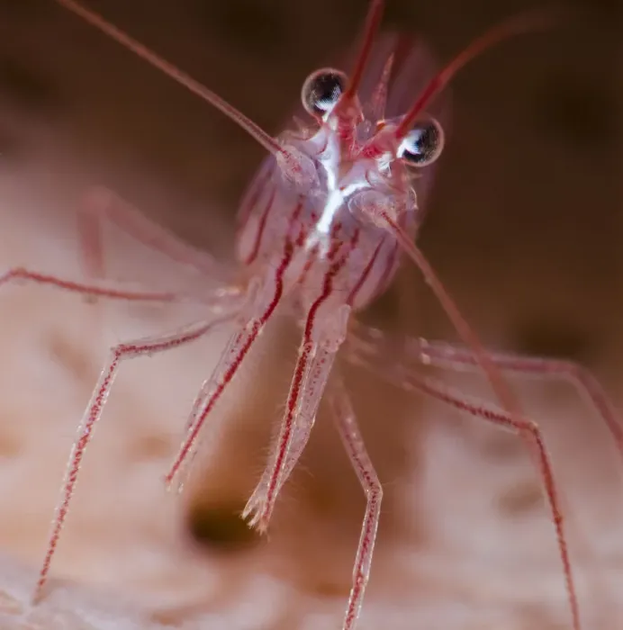 Framed Print : Close up of Peppermint shrimp (Lysmata wurdemanni), Dominica, Eastern Caribbean Framed Print : Close up of Peppermint shrimp (Lysmata wurdemanni), Dominica, Eastern Caribbean