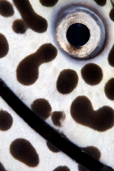 Close up detail photo of a Spotted moray (Gymnothorax isingteena), Baa Atoll, Maldives