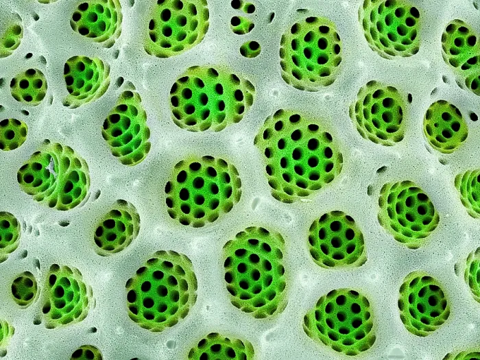 Framed Print : Close up detail of pores (areolae) on a valve of a Diatom (Actinoptychus heliopelta) Framed Print : Close up detail of pores (areolae) on a valve of a Diatom (Actinoptychus heliopelta)
