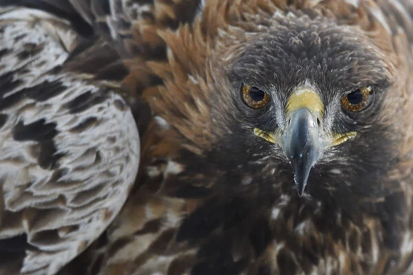 Close up Portrait of a Golden Eagle bird (Aquila chrysaetos) adult male, Kalvtrask