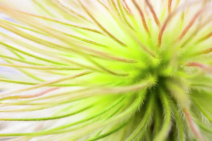 Framed Print : Close up of Pulsatilla seeds with long feather-like projections, Po Valley, Italy. August Framed Print : Close up of Pulsatilla seeds with long feather-like projections, Po Valley, Italy. August