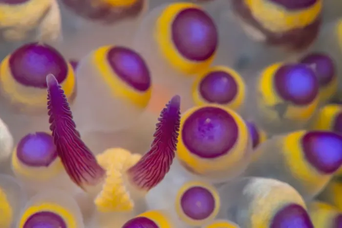 Framed Print : Close up detail of the rhinophores and caruncle of a Nudibranch (Janolus savinkini) Framed Print : Close up detail of the rhinophores and caruncle of a Nudibranch (Janolus savinkini)