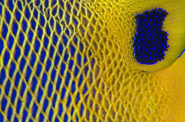 Close up of the scale details of a Yellow-mask angelfish (Pomacanthus xanthometopon)