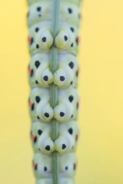 Framed Print : Close up of section of Swallowtail butterfly (Papilio machaon) caterpillar feet gripping stem of Wild carrot (Daucus carota). The Netherlands. August Framed Print : Close up of section of Swallowtail butterfly (Papilio machaon) caterpillar feet gripping stem of Wild carrot (Daucus carota). The Netherlands. August