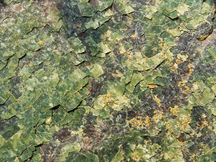 Framed Print : Close up of sepentine rock outcrop with scaly surface, Kynance Cove, Lizard National Nature Reserve, Cornwall, England, UK. June, 2023 Framed Print : Close up of sepentine rock outcrop with scaly surface, Kynance Cove, Lizard National Nature Reserve, Cornwall, England, UK. June, 2023