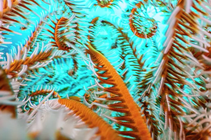 Framed Print : Close up showing the colours and textures of the curling arms of a Crinoid on a coral reef, Anilao, Batangas marine protected area, Luzon, Philippines, Pacific Ocean