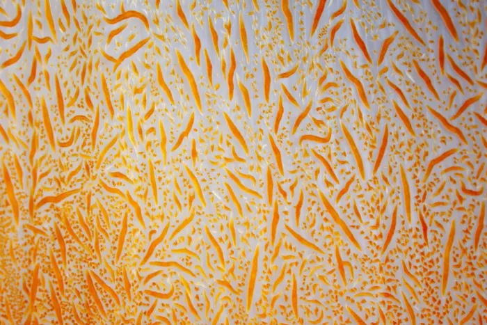 Framed Print : Close up detail of soft coral (Dendronephthya sp. ) Maldives, Indian Ocean Framed Print : Close up detail of soft coral (Dendronephthya sp. ) Maldives, Indian Ocean