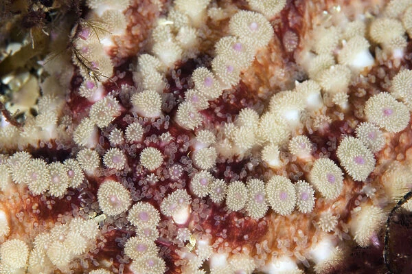 Close up of Spiny starfish (Marthasterias glacialis) Moere coastline, Norway, February