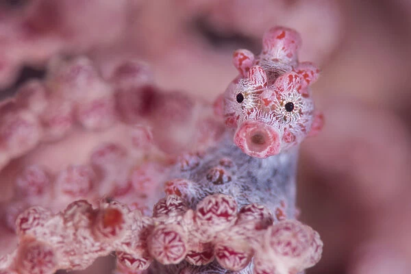 Close up of tiny (10mm) Pygmy seahorse (Hippocampus bargibanti) living disguised in Muricella sp