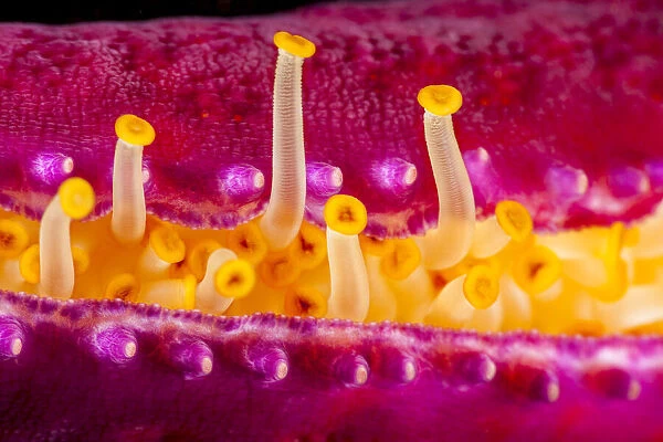Close up of the tube feet of a Purple velvet seastar (Leiaster leachi), extending from the protective crevice in one of its arms, Maui, Hawaii, Pacific Ocean