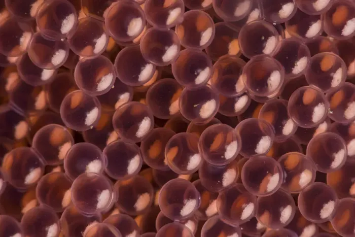 Framed Print : Close-up abstract of the eggs of kelp greenling fish (Hexagrammos decagrammus Framed Print : Close-up abstract of the eggs of kelp greenling fish (Hexagrammos decagrammus