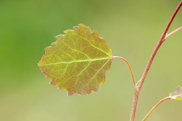 Framed Print : Close-up of Aspen leaf (Populus tremula) in early summer, Scotland, UK. June Framed Print : Close-up of Aspen leaf (Populus tremula) in early summer, Scotland, UK. June