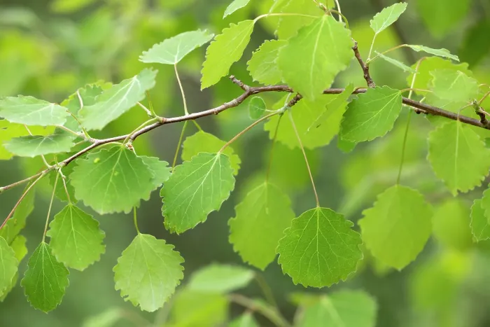 Framed Print : Close-up of Aspen (Populus tremula) leaves in early summer, Scotland, UK. June