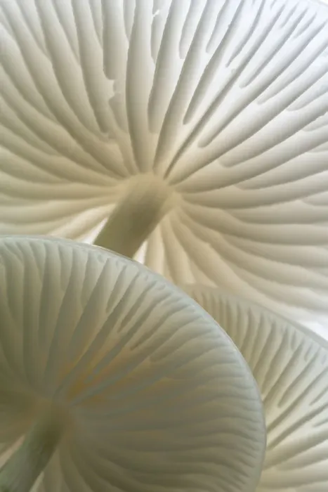 Framed Print : Close-up of backlit Porcelain fungus (Oudemansiella mucida) showing gills, Golith Falls Framed Print : Close-up of backlit Porcelain fungus (Oudemansiella mucida) showing gills, Golith Falls