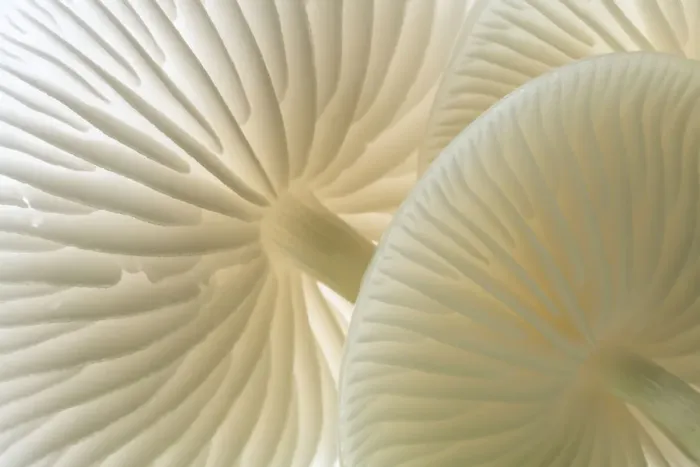 Framed Print : Close-up of backlit Porcelain fungus (Oudemansiella mucida) showing gills, Cornwall, UK Framed Print : Close-up of backlit Porcelain fungus (Oudemansiella mucida) showing gills, Cornwall, UK