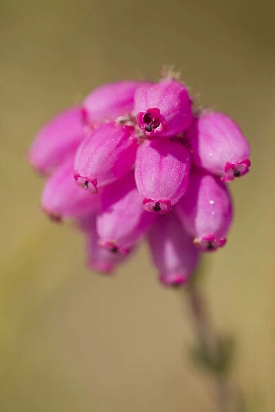Close-up of Bell heather (Erica cinerea) in flower, Flow Country, Sutherland, Highlands
