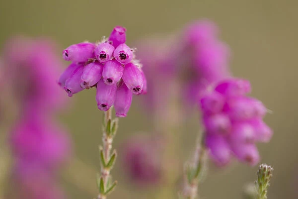 Close-up of Bell heather (Erica cinerea) in flower, Flow Country, Sutherland, Highlands