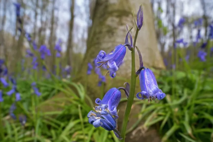 Framed Print : Close-up of Bluebells (Hyacinthoides non-scripta) in flower in Beech (Fagus sylvatica) forest in spring, Flanders, Belgium, April Framed Print : Close-up of Bluebells (Hyacinthoides non-scripta) in flower in Beech (Fagus sylvatica) forest in spring, Flanders, Belgium, April