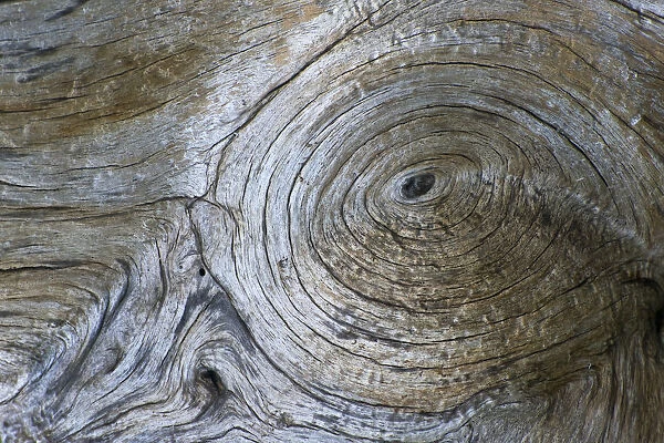 Close-up of Bosnian pine (Pinus leucodermis) bark, Pollino National Park, Basilicata