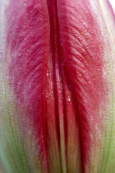 Close-up of closed Tulip (Tulipa doerfleri) flower, Spili, Crete, Greece, April 2009