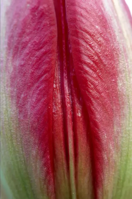 Framed Print : Close-up of closed Tulip (Tulipa doerfleri) flower, Spili, Crete, Greece, April 2009