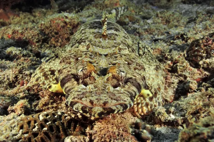 Framed Print : Close-up of a Common crocodilefish / Carpet flathead (Papilloculiceps longiceps) Framed Print : Close-up of a Common crocodilefish / Carpet flathead (Papilloculiceps longiceps)