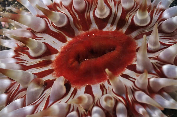 Close-up of Dahlia anemone (Urticina felina  /  Tealia Felina, St Abbs (St Abbs