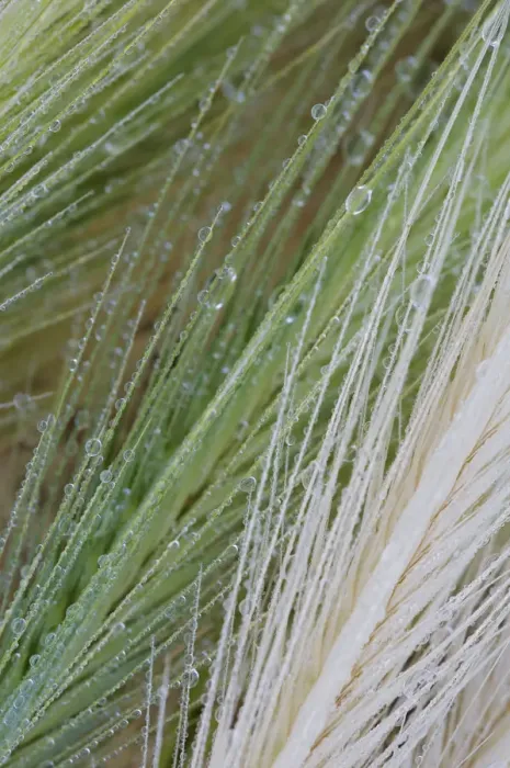 Framed Print : Close-up of dew drops on grass, San Marino, May 2009 WWE BOOK. WWE INDOOR EXHIBITION Framed Print : Close-up of dew drops on grass, San Marino, May 2009 WWE BOOK. WWE INDOOR EXHIBITION
