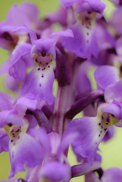Close-up of Early purple orchid (Orchis mascula) in flower, Gamlingay Wood, Cambridgeshire