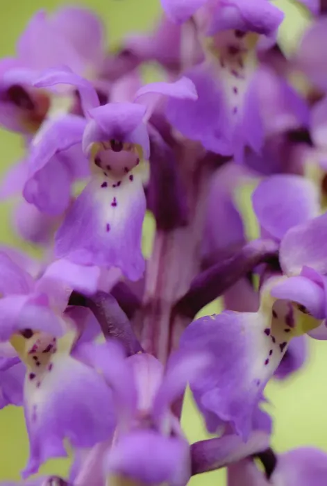Framed Print : Close-up of Early purple orchid (Orchis mascula) in flower, Gamlingay Wood, Cambridgeshire Framed Print : Close-up of Early purple orchid (Orchis mascula) in flower, Gamlingay Wood, Cambridgeshire