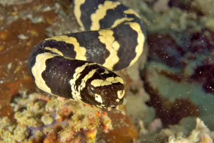 Framed Print : Close-up of a Egg-eating / Turtleheaded sea snake (Emydocephalus annulatus) with Framed Print : Close-up of a Egg-eating / Turtleheaded sea snake (Emydocephalus annulatus) with