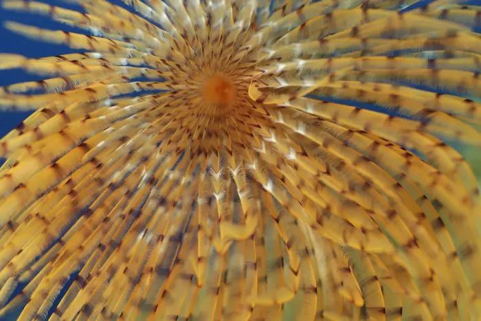Framed Print : Close-up of European fan worm (Sabella / Spirographis spallanzani) Malta, Mediteranean Framed Print : Close-up of European fan worm (Sabella / Spirographis spallanzani) Malta, Mediteranean