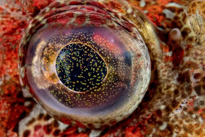 Framed Print : Close-up detail of the eye of a Red Irish lord fish (Hemilepidotus hemilepidotus Framed Print : Close-up detail of the eye of a Red Irish lord fish (Hemilepidotus hemilepidotus