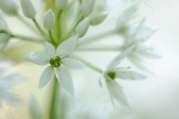 Close-up of flowers of Wild Garlic  /  Ramsons (Allium ursinum). Peak District National Park